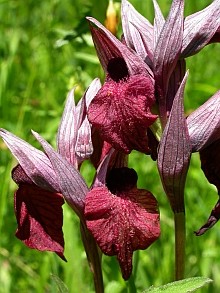 A Feast of Flowers in the Picos de Europa - Trip Report - June 2009